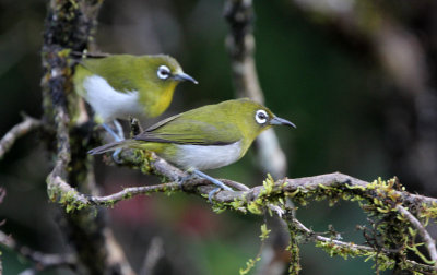 BIRD - WHITE-EYE - ORIENTAL WHITE-EYE - HORTON PLAINS NATIONAL PARK SRI LANKA (5).JPG