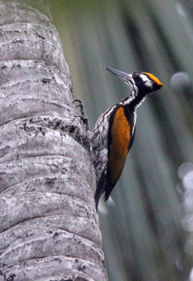 BIRD - WOODPECKER - WHITE-NAPED FLAMEBACK - SIRIGIYA FOREST SRI LANKA (10).JPG