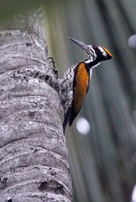 BIRD - WOODPECKER - WHITE-NAPED FLAMEBACK - SIRIGIYA FOREST SRI LANKA (13).JPG