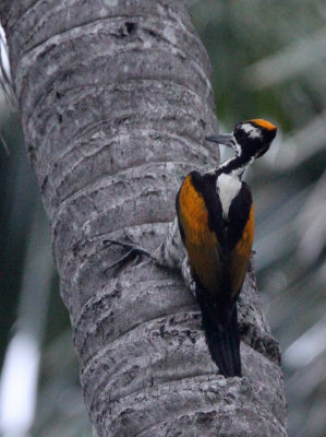 BIRD - WOODPECKER - WHITE-NAPED FLAMEBACK - SIRIGIYA FOREST SRI LANKA (15).JPG