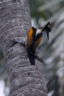 BIRD - WOODPECKER - WHITE-NAPED FLAMEBACK - SIRIGIYA FOREST SRI LANKA (18).JPG