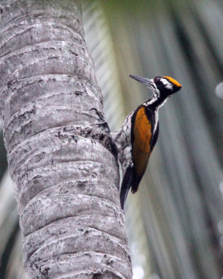 BIRD - WOODPECKER - WHITE-NAPED FLAMEBACK - SIRIGIYA FOREST SRI LANKA (5).JPG