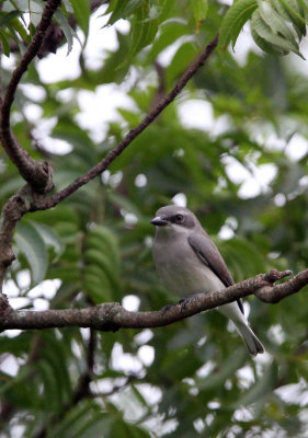 BIRD - WOODSHRIKE - CEYLON WOODSHRIKE - SIRIGIYA FOREST SRI LANKA (5).JPG