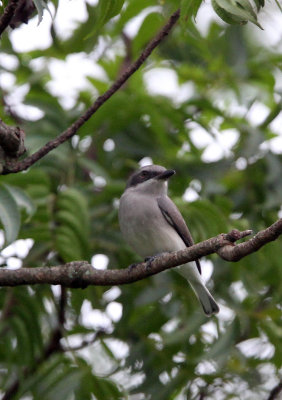 BIRD - WOODSHRIKE - CEYLON WOODSHRIKE - SIRIGIYA FOREST SRI LANKA (6).JPG