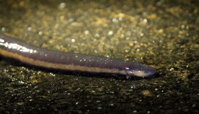 ICHTHYOPHIS BANNANICUS - YELLOW-STRIPED CAECILIAN - IN MOUNTAINS SOUTH OF UDAWALAWA NATIONAL PARK SRI LANKA