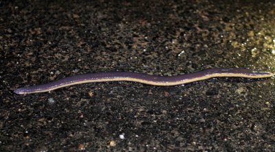 ICHTHYOPHIS BANNANICUS - YELLOW-STRIPED CAECILIAN - IN MOUNTAINS SOUTH OF UDAWALAWA NATIONAL PARK SRI LANKA