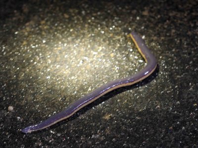 ICHTHYOPHIS BANNANICUS - YELLOW-STRIPED CAECILIAN - IN MOUNTAINS SOUTH OF UDAWALAWA NATIONAL PARK SRI LANKA