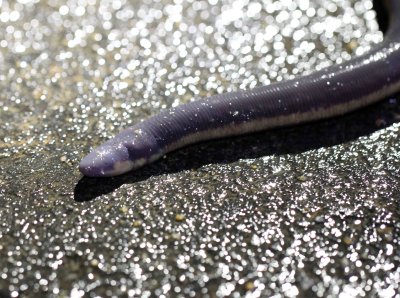 ICHTHYOPHIS BANNANICUS - YELLOW-STRIPED CAECILIAN - IN MOUNTAINS SOUTH OF UDAWALAWA NATIONAL PARK SRI LANKA