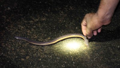 ICHTHYOPHIS BANNANICUS - YELLOW-STRIPED CAECILIAN - IN MOUNTAINS SOUTH OF UDAWALAWA NATIONAL PARK SRI LANKA