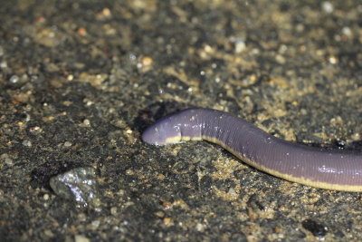 ICHTHYOPHIS BANNANICUS - YELLOW-STRIPED CAECILIAN - IN MOUNTAINS SOUTH OF UDAWALAWA NATIONAL PARK SRI LANKA