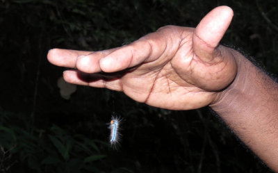 ARTHROPOD - LEPIDOPTERA SPECIES - SINGHARAJA NATIONAL PARK SRI LANKA (1).JPG