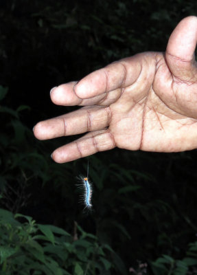 ARTHROPOD - LEPIDOPTERA SPECIES - SINGHARAJA NATIONAL PARK SRI LANKA (3).JPG