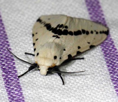 ARTHROPOD - LEPIDOPTERA SPECIES - SINGHARAJA NATIONAL PARK, SRI LANKA - PHOTO BY SOM SMITH (21).JPG