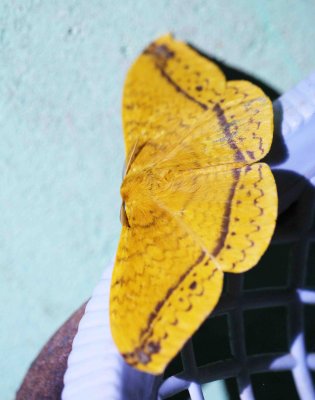 ARTHROPOD - LEPIDOPTERA SPECIES - SINGHARAJA NATIONAL PARK, SRI LANKA - PHOTO BY SOM SMITH (26).JPG