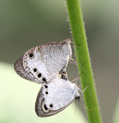 ARTHROPOD - LEPIDOPTERA SPECIES - SIRIGIYA FOREST AND FORTRESS AREA SRI LANKA - PHOTO BY SOM SMITH (3).JPG