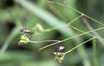 ARTHROPOD - MISC SPECIES - SIRIGIYA FOREST AND FORTRESS AREA SRI LANKA - PHOTO BY SOM SMITH (1).JPG