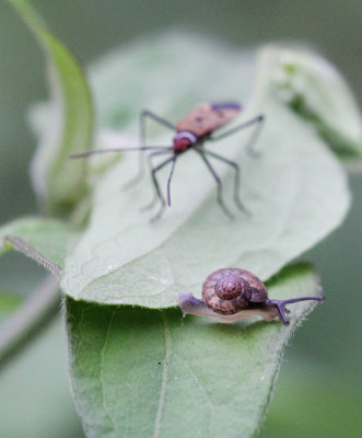 ARTHROPOD - MISC SPECIES - SIRIGIYA FOREST AND FORTRESS AREA SRI LANKA - PHOTO BY SOM SMITH (14).JPG