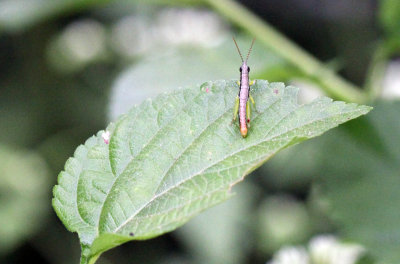 ARTHROPOD - MISC SPECIES - SIRIGIYA FOREST AND FORTRESS AREA SRI LANKA - PHOTO BY SOM SMITH (19).JPG