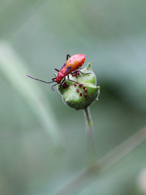 ARTHROPOD - MISC SPECIES - SIRIGIYA FOREST AND FORTRESS AREA SRI LANKA - PHOTO BY SOM SMITH (3).JPG