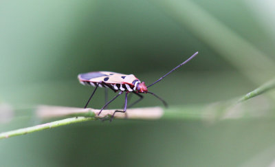 ARTHROPOD - MISC SPECIES - SIRIGIYA FOREST AND FORTRESS AREA SRI LANKA - PHOTO BY SOM SMITH (8).JPG