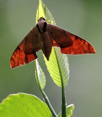 ARTHROPOD - SPHINGIDAE SPECIES - SINGHARAJA NATIONAL PARK SRI LANKA (3).JPG