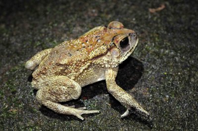 Common House Toad - Dittaphrynus melanosticitus - kitulgala forest preserve, sri lanka - photo by som smith