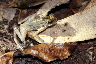 Kelaart's Dwarf Toad - Adenomus kelaartii - Kitulgala Forest Preserve, Sri Lanka - by som smith