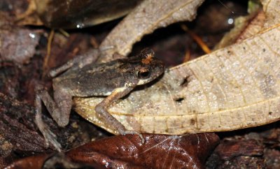 Kelaart's Dwarf Toad - Adenomus kelaartii - Kitulgala Forest Preserve, Sri Lanka - by som smith