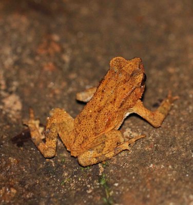 Amphibian - Kotogama's Dwarf Toad - Bufo kotagamai - KITULGALA FOREST PRESERVE, SRI LANKA - PHOTO BY SOM SMITH (1).JPG