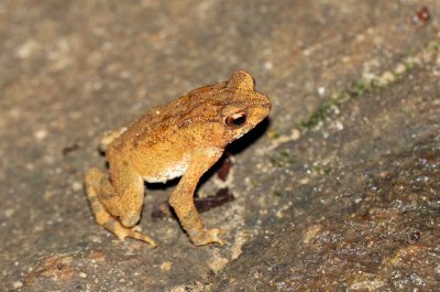 Amphibian - Kotogama's Dwarf Toad - Bufo kotagamai - KITULGALA FOREST PRESERVE, SRI LANKA - PHOTO BY SOM SMITH (2).JPG