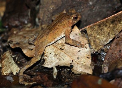Amphibian - Kotogama's Dwarf Toad - Bufo kotagamai - KITULGALA FOREST PRESERVE, SRI LANKA - PHOTO BY SOM SMITH (3).JPG