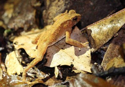 Amphibian - Kotogama's Dwarf Toad - Bufo kotagamai - KITULGALA FOREST PRESERVE, SRI LANKA - PHOTO BY SOM SMITH (4).JPG