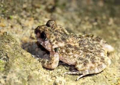 Sri Lankan Rock Frog - Nannophrys ceylonensis - kitulgala forest preserve, sri lanka