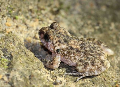 Sri Lankan Rock Frog - Nannophrys ceylonensis - kitulgala forest preserve, sri lanka