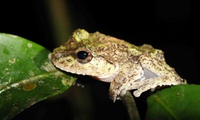 Tuburcle Tree Frog - Pseudophilautus cavirostris - kitulgala forest preserve, sri lanka - som smith