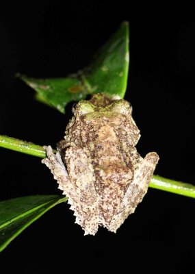Tuburcle Tree Frog - Pseudophilautus cavirostris - kitulgala forest preserve, sri lanka - som smith