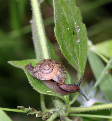 MOLLUSC - SNAIL SPECIES - SIRIGIYA FOREST AND FORTRESS AREA SRI LANKA - PHOTO BY SOM SMITH (1).JPG