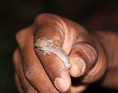 REPTILE - GECKO SPECIES - SIRIGIYA FOREST AND FORTRESS AREA SRI LANKA - PHOTO BY SOM SMITH.JPG