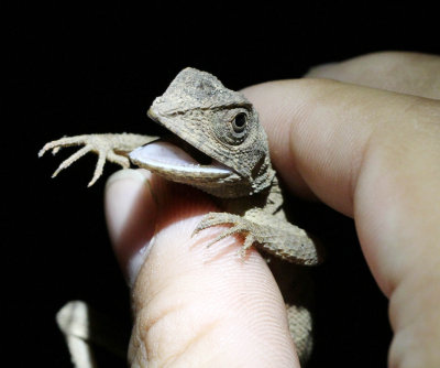 REPTILE - KANGAROO LIZARD - NIGAMBU FOREST AREA SRI LANKA PHOTO BY SOM SMITH (7).JPG