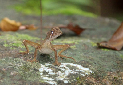 REPTILE - KANGAROO LIZARD - SINGHARAJA NATIONAL PARK SRI LANKA (2).JPG