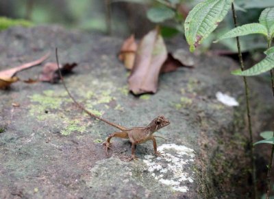 REPTILE - KANGAROO LIZARD - SINGHARAJA NATIONAL PARK, SRI LANKA - PHOTO BY SOM SMITH (2).JPG