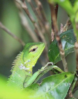 REPTILE - LIZARD SPECIES - KITULGALA FOREST PRESERVE, SRI LANKA - PHOTO BY SOM SMITH (5).JPG