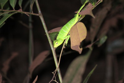 REPTILE - LIZARD SPECIES - SIRIGIYA FOREST AREA SRI LANKA (1).JPG