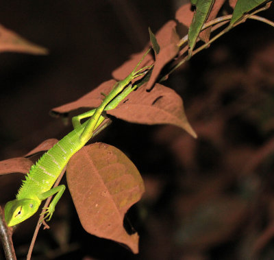 REPTILE - LIZARD SPECIES - SIRIGIYA FOREST AREA SRI LANKA (5).JPG