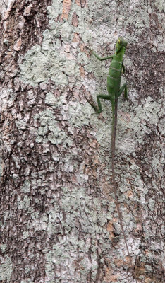 REPTILE - LIZARD SPECIES - SIRIGIYA FOREST SRI LANKA (2).JPG