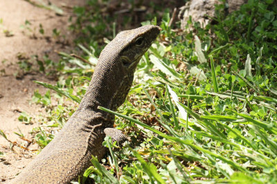 REPTILE - MONITOR LIZARD - SIRIGIYA FOREST AND FORTRESS AREA SRI LANKA - PHOTO BY SOM SMITH (1).JPG