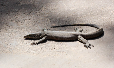 REPTILE - MONITOR LIZARD - SIRIGIYA FOREST AND FORTRESS AREA SRI LANKA - PHOTO BY SOM SMITH (5).JPG