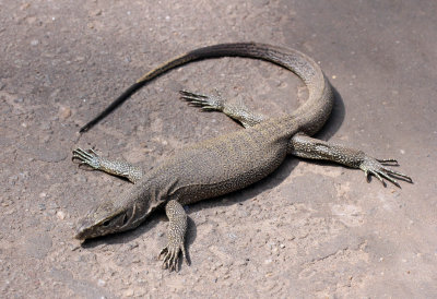 REPTILE - MONITOR LIZARD - SIRIGIYA FOREST AND FORTRESS AREA SRI LANKA - PHOTO BY SOM SMITH (6).JPG