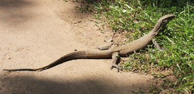 REPTILE - MONITOR LIZARD - SIRIGIYA FOREST AND FORTRESS AREA SRI LANKA - PHOTO BY SOM SMITH (7).JPG