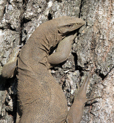 REPTILE - MONITOR LIZARD - SOM - YALA NATIONAL PARK SRI LANKA (4).JPG